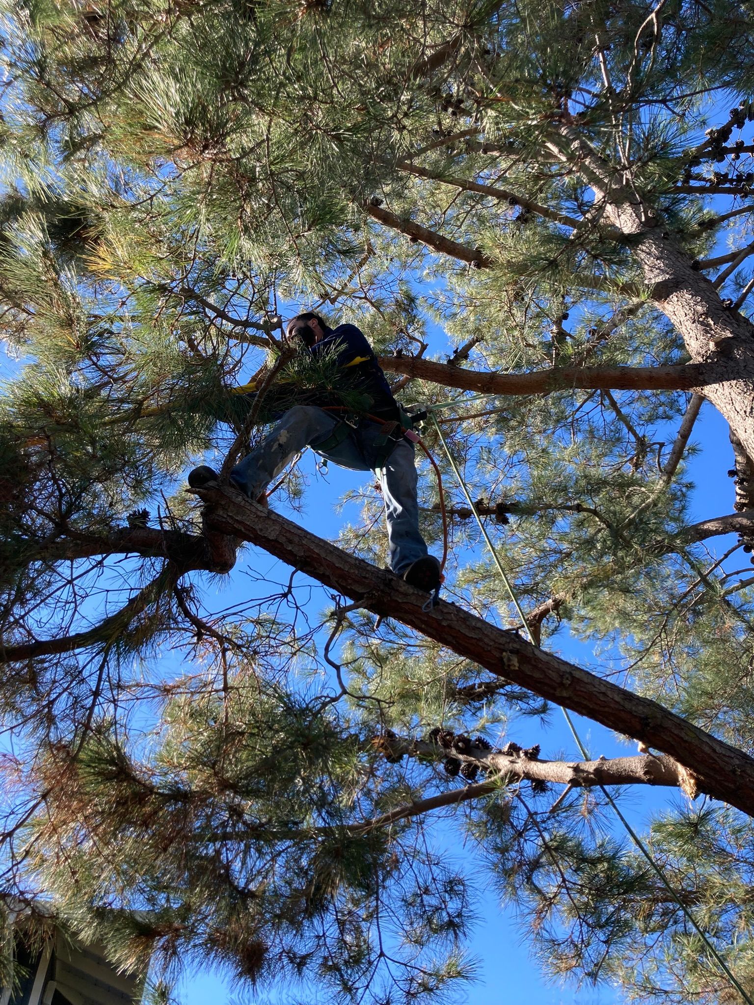 Person climbing a tree branch against a blue sky and green foliage