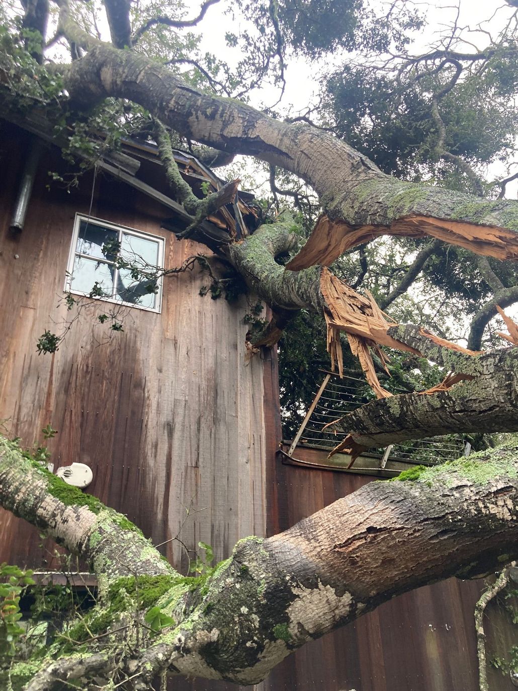 Chainsaw cutting a fallen tree trunk in a yard with a house and truck in the background