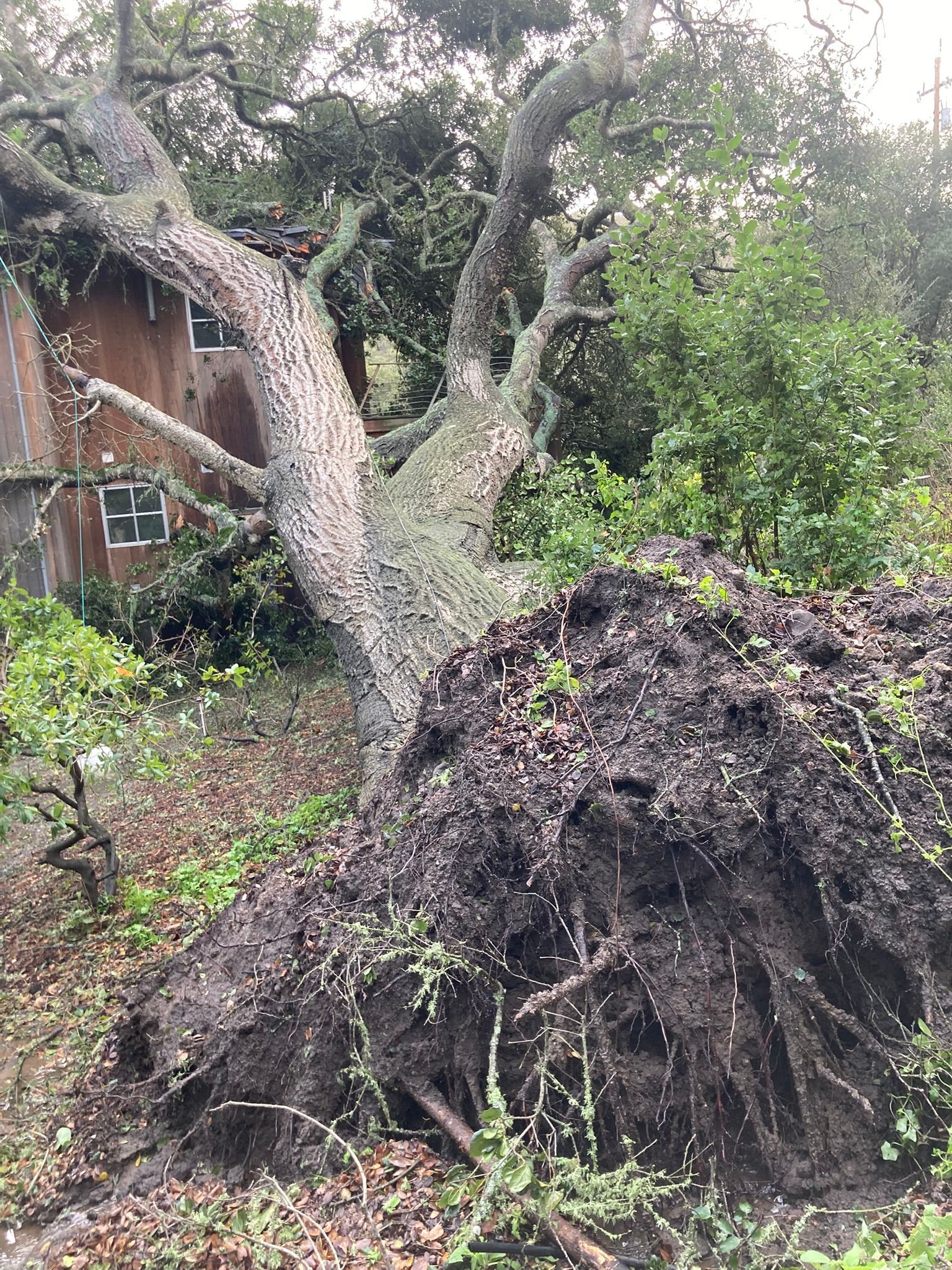Uprooted tree with exposed roots in a wooded yard beside a brick building