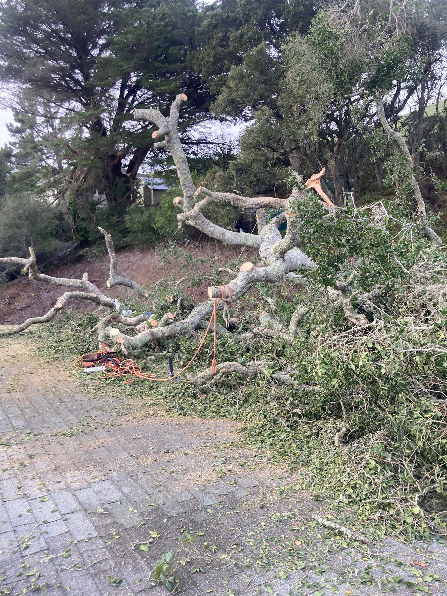 Storm-damaged tree with large fallen limbs blocking a gravel path in a wooded area
