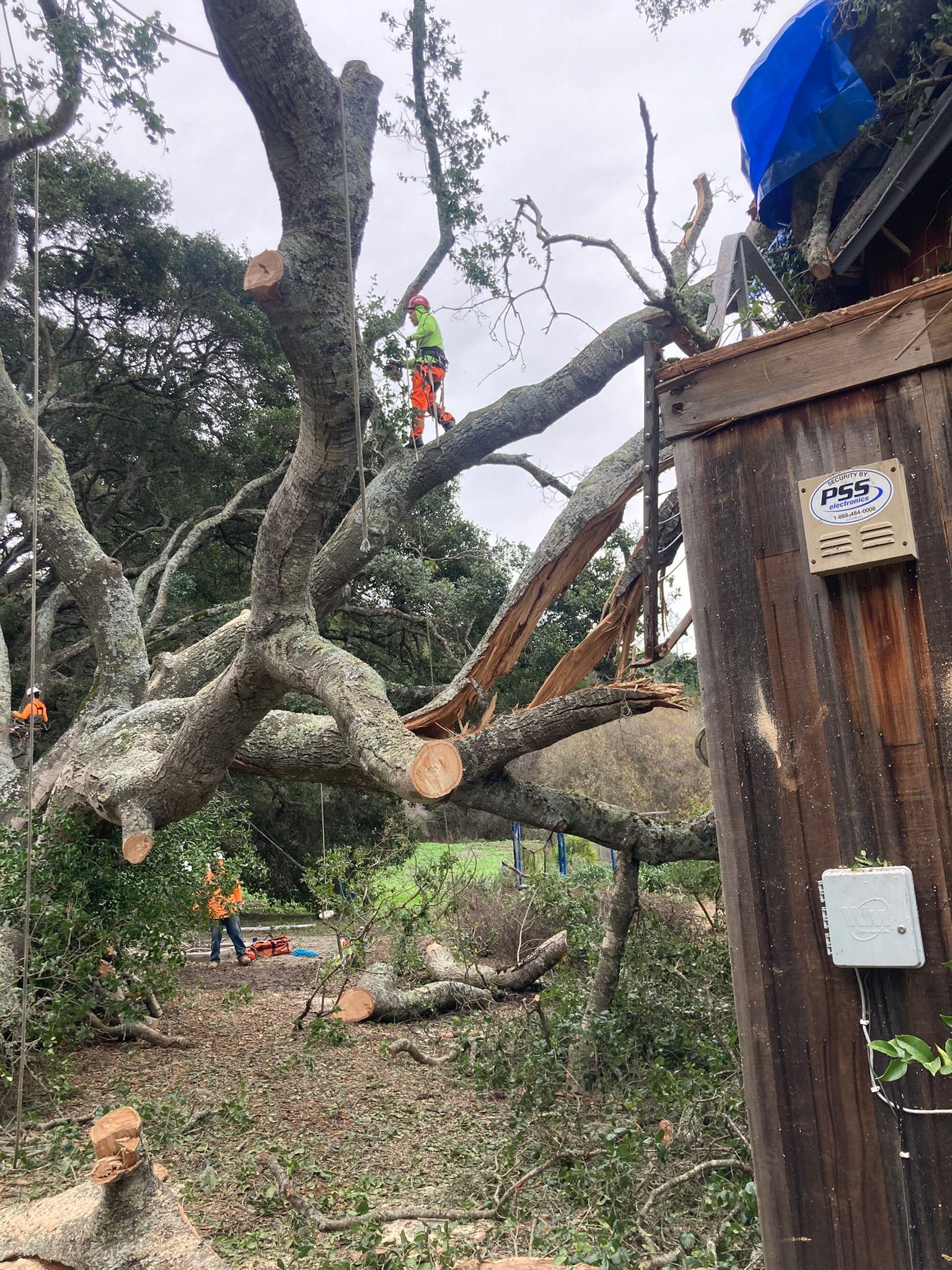 A large tree being trimmed by arborists with orange safety gear beside a wooden structure.