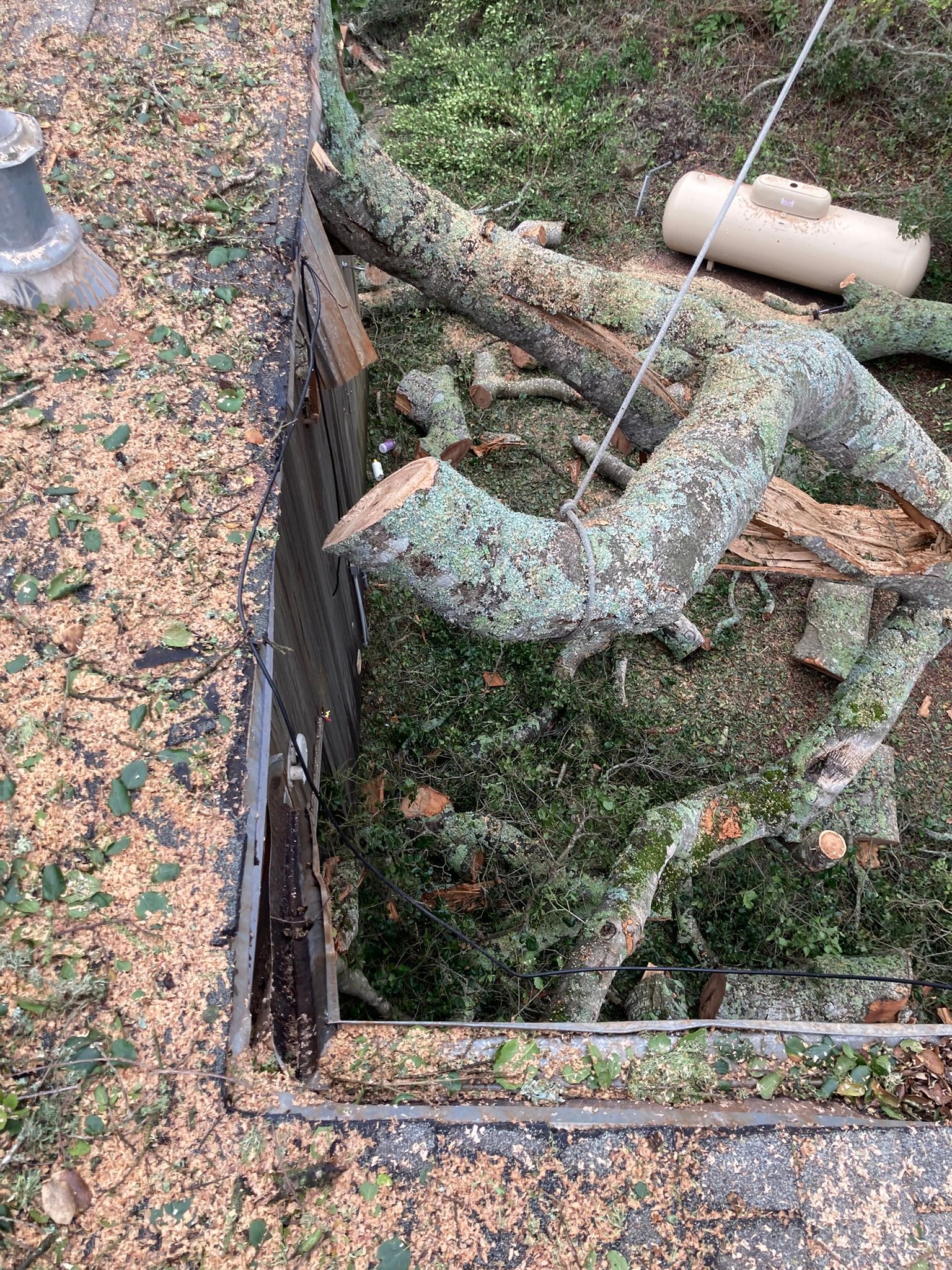 Broken tree limbs and debris in a wooded hole beside a wooden edge.