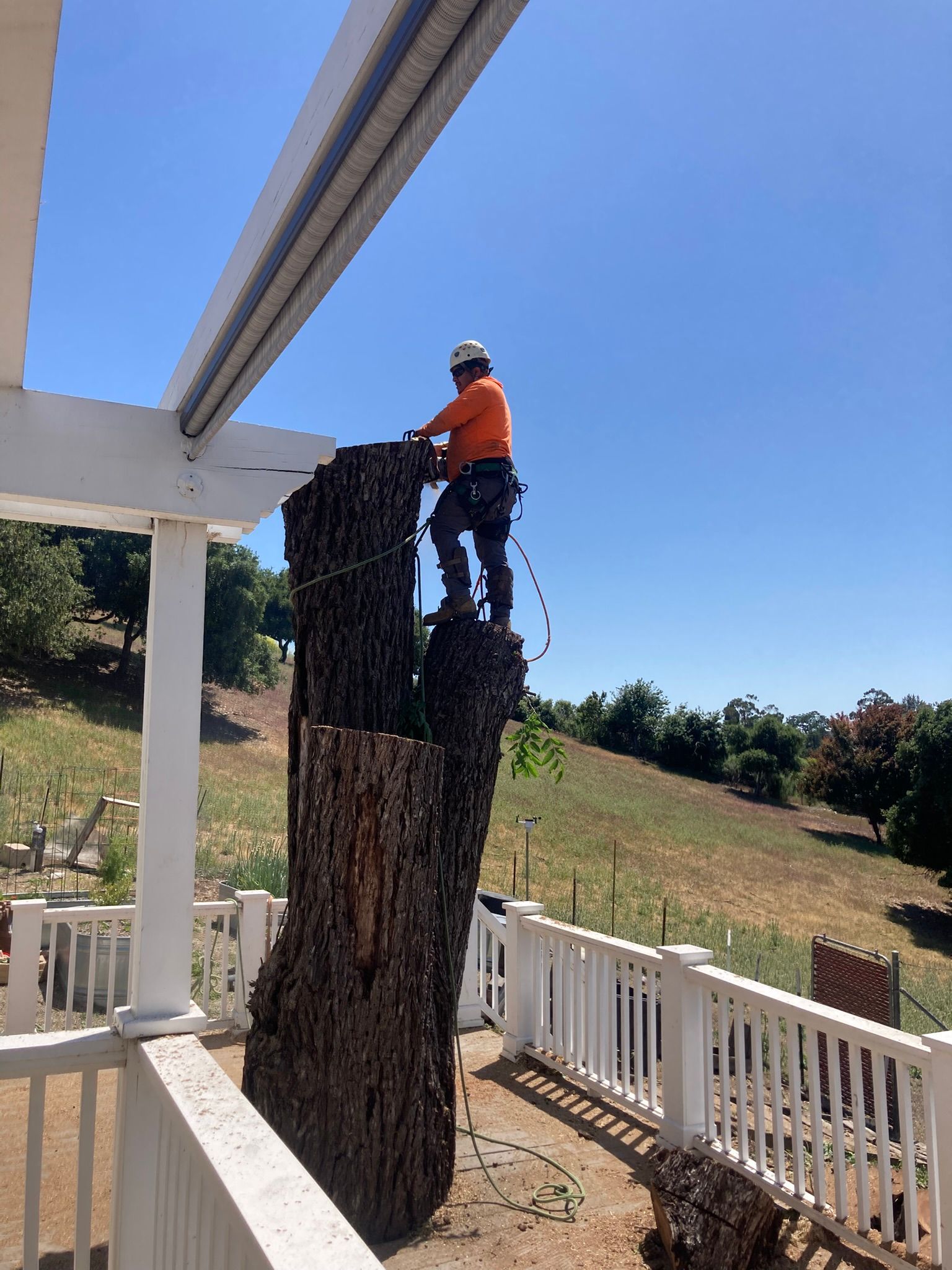 Worker in orange safety gear standing on a large tree stump beside a white fence and pergola.
