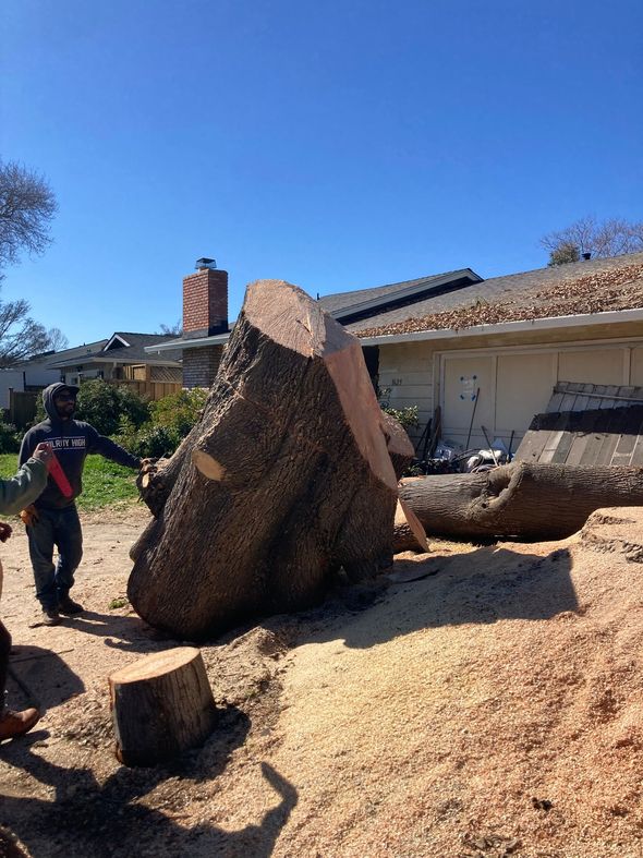 Person using a chainsaw to cut a log outdoors, with wood chips scattered around.