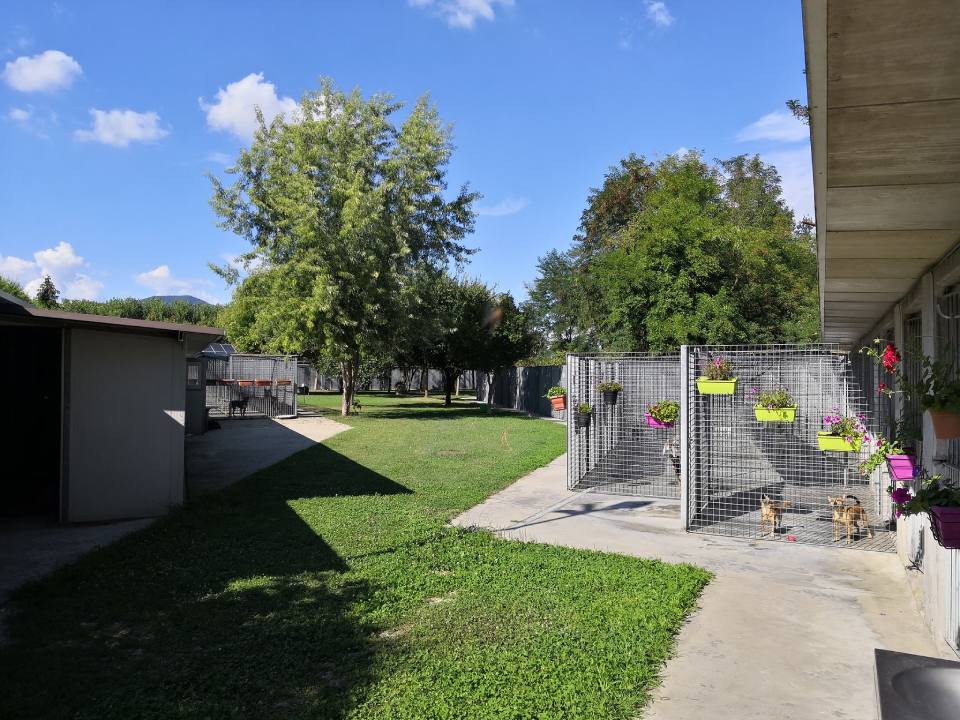 area verde di una pensione per cani