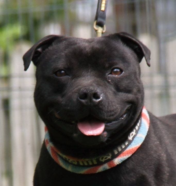 pitbull nero al guinzaglio
