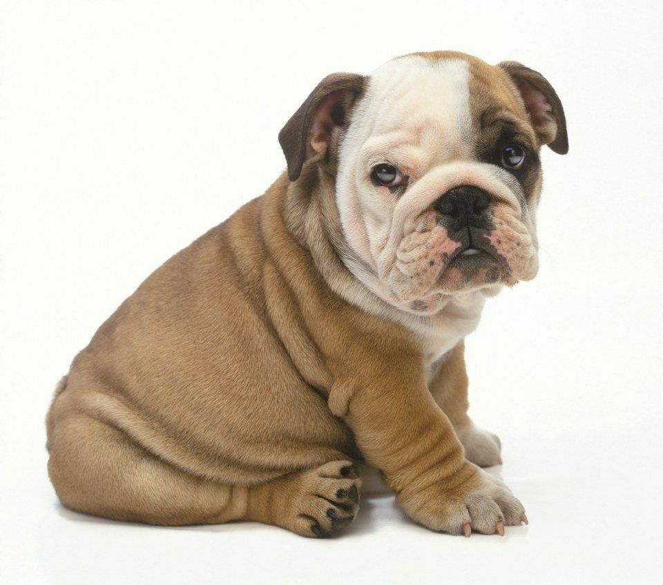 cane