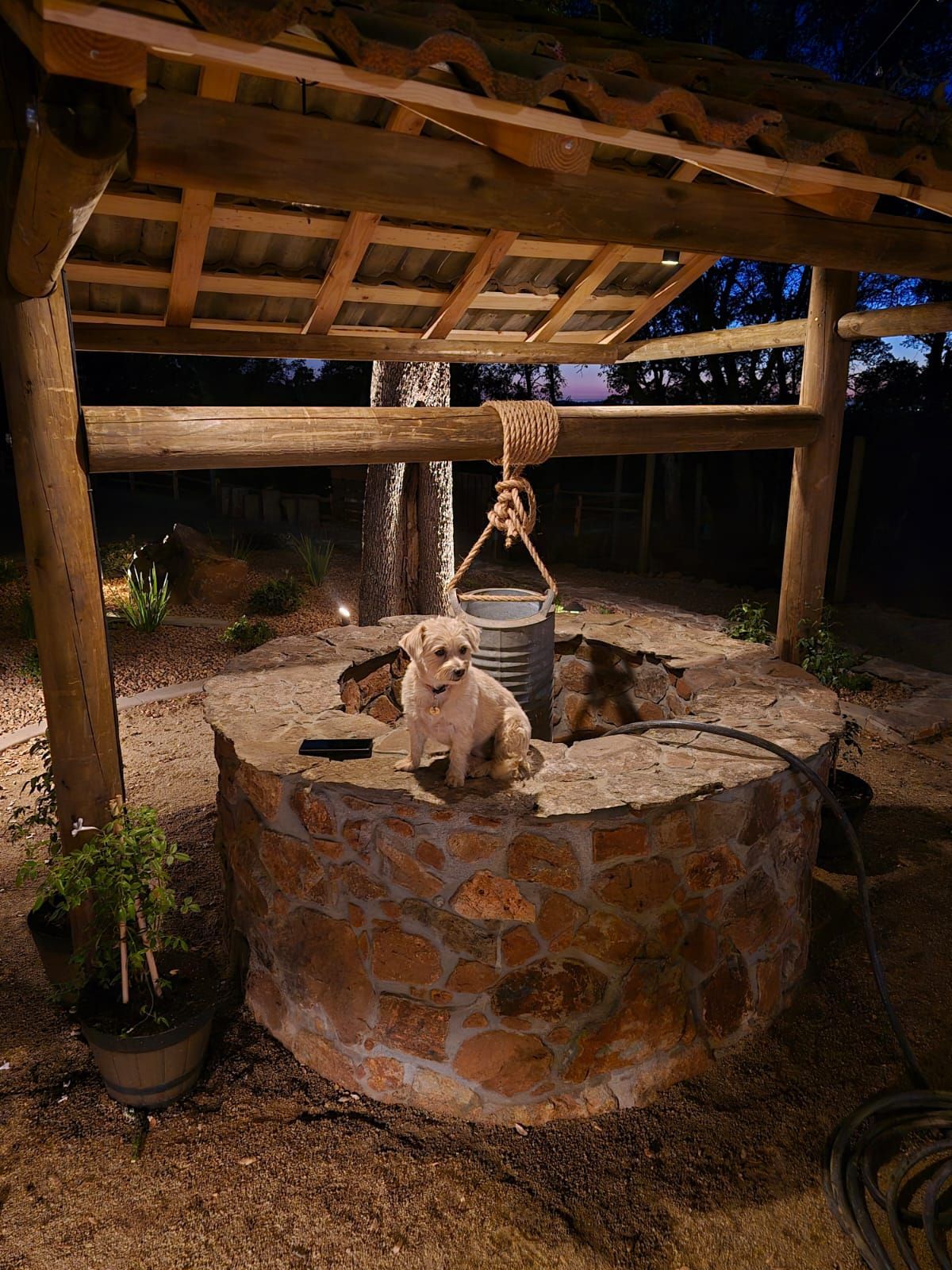 A small, light-colored dog sits on the edge of a rustic stone water well at dusk under a wooden roof structure.