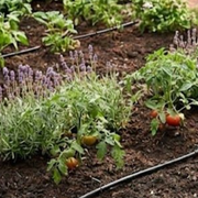 A garden bed featuring tomato plants with red fruit growing alongside purple flowering lavender, with irrigation lines.