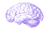 Purple shaded side view illustration of a human brain.