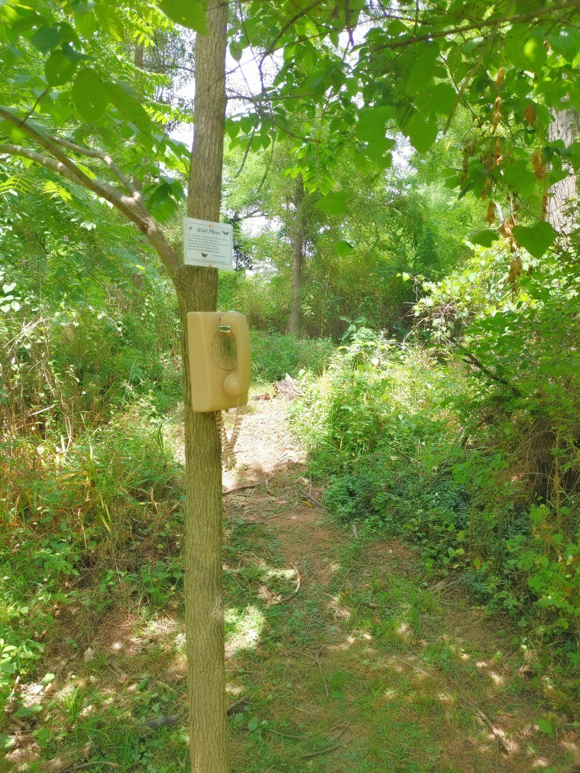 A birdhouse is attached to a tree in the middle of a forest.