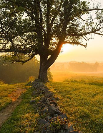 The sun is setting behind a tree in a field