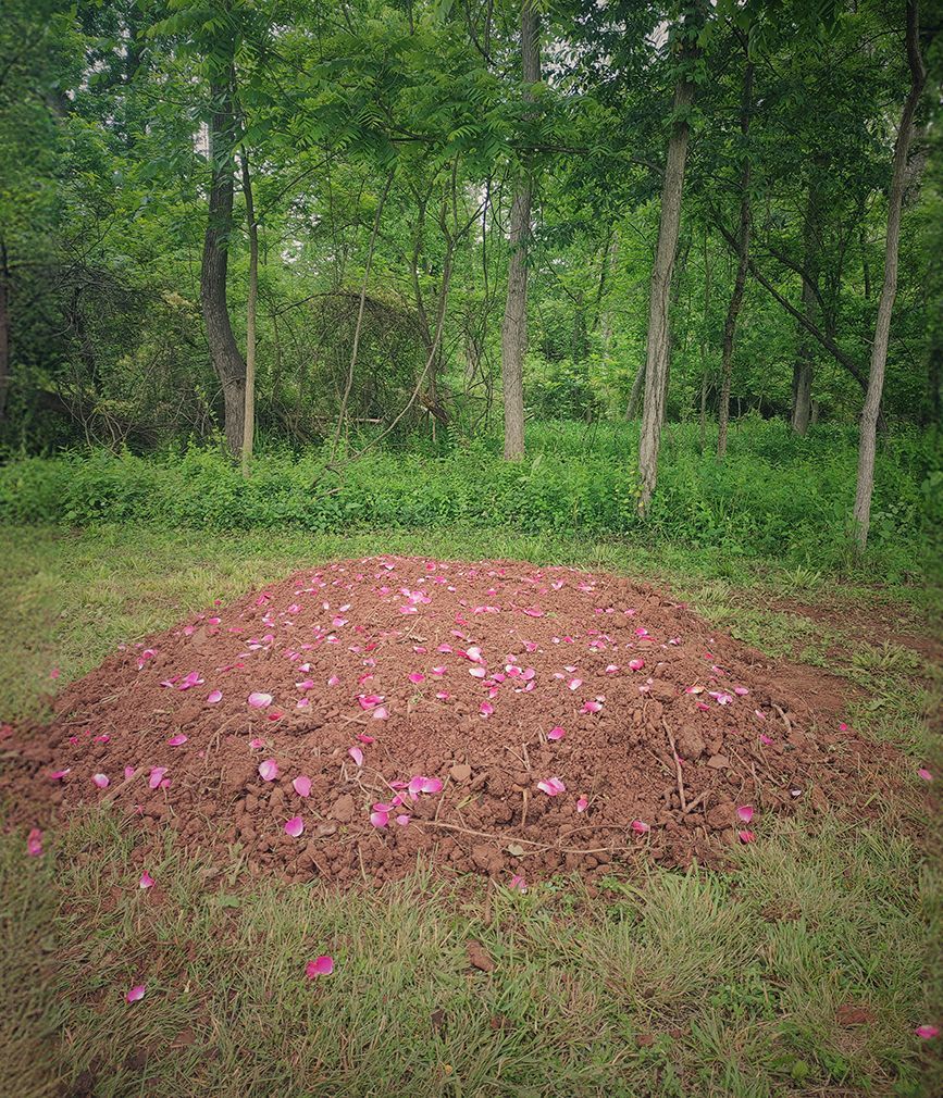 A pile of dirt with pink petals on it in the middle of a forest.