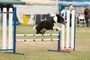 A black and white dog is jumping over a hurdle.
