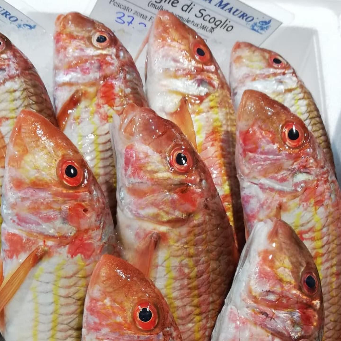 pescheria mauromare