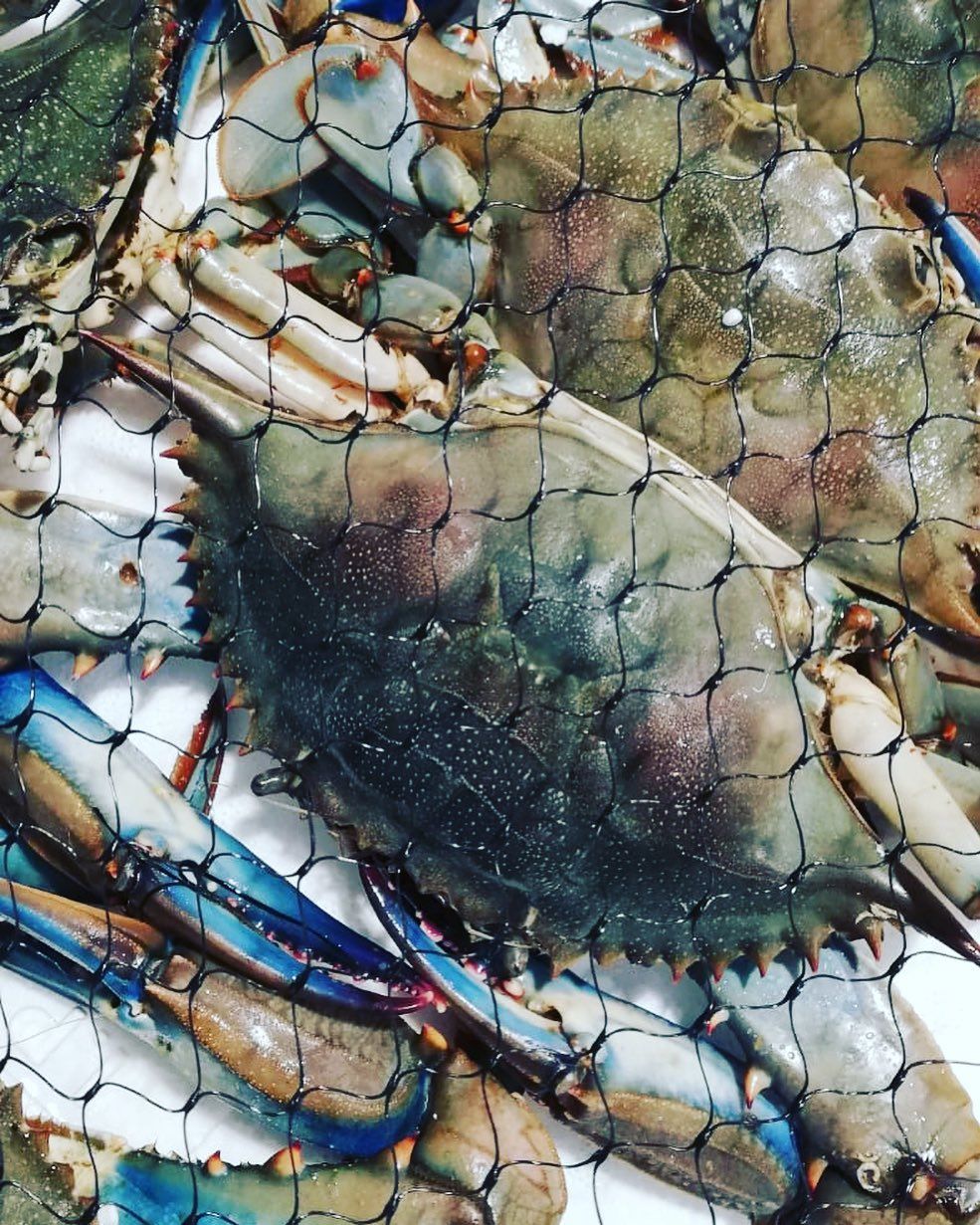 pescheria mauromare