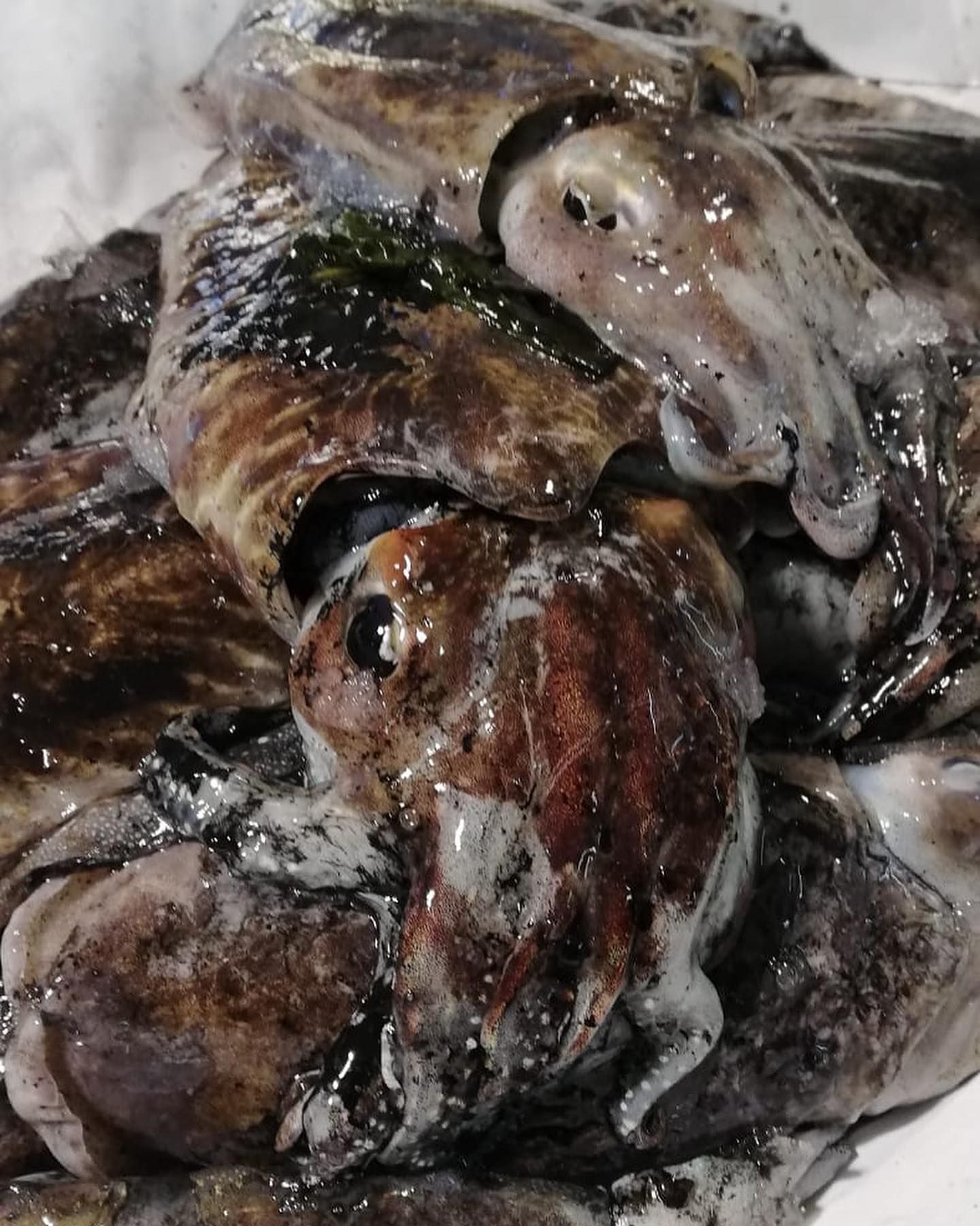 pescheria mauromare