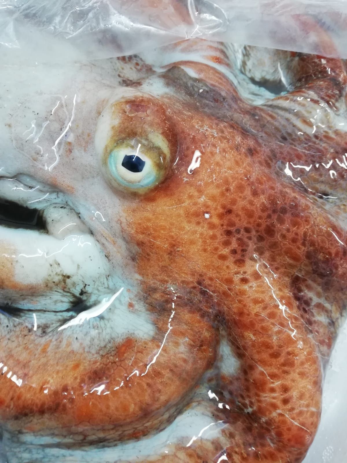 pescheria mauromare