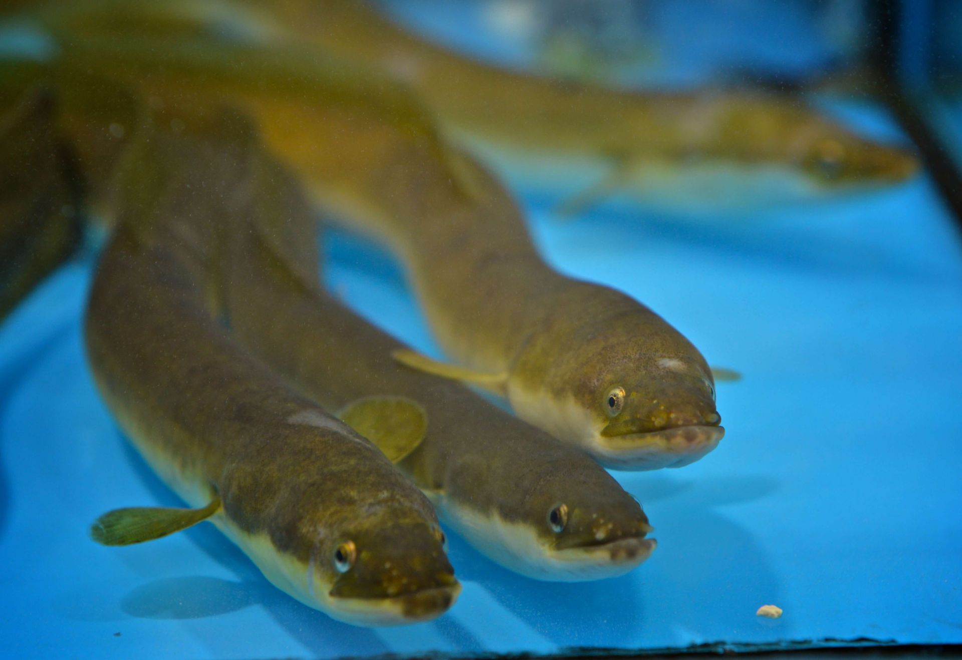 pescheria mauromare