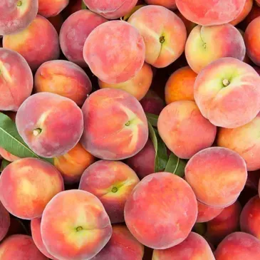 Peaches