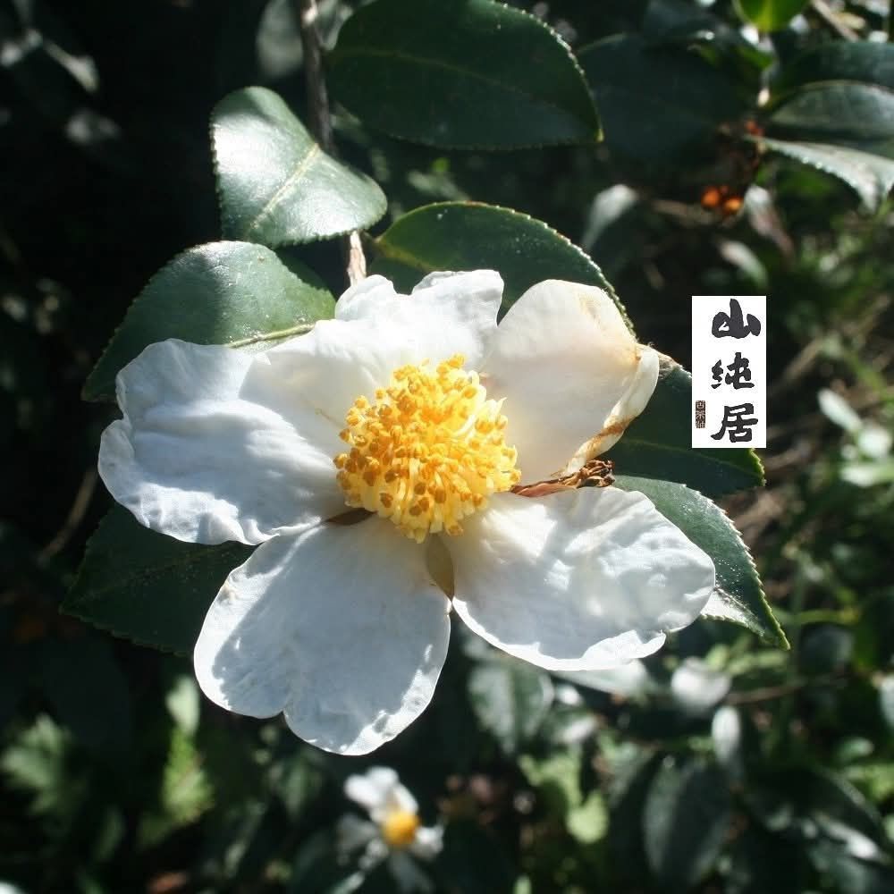戶外，白色山茶花，花心黃色，周圍環繞著綠葉。