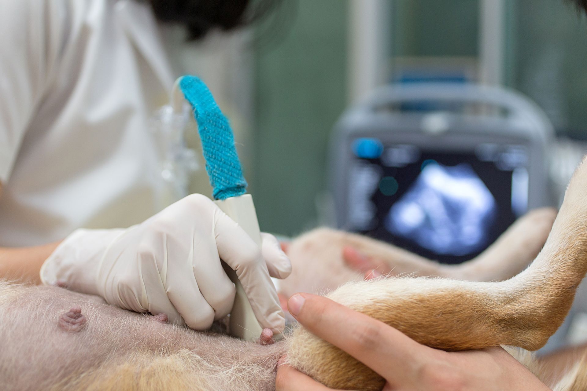 Cane sottoposto a ecografia addominale presso una clinica veterinaria.