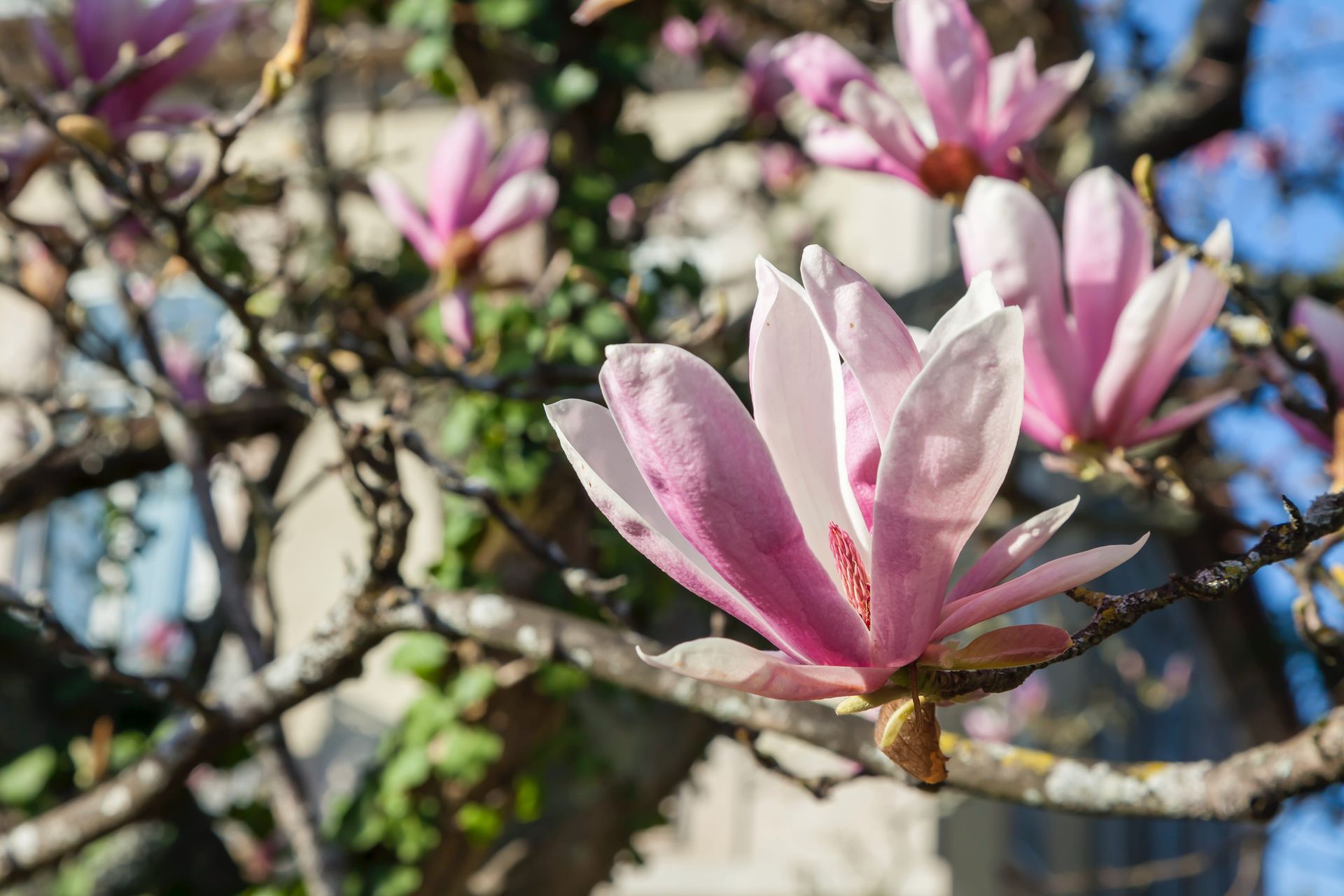 Magnolias blooming at Casa Kala