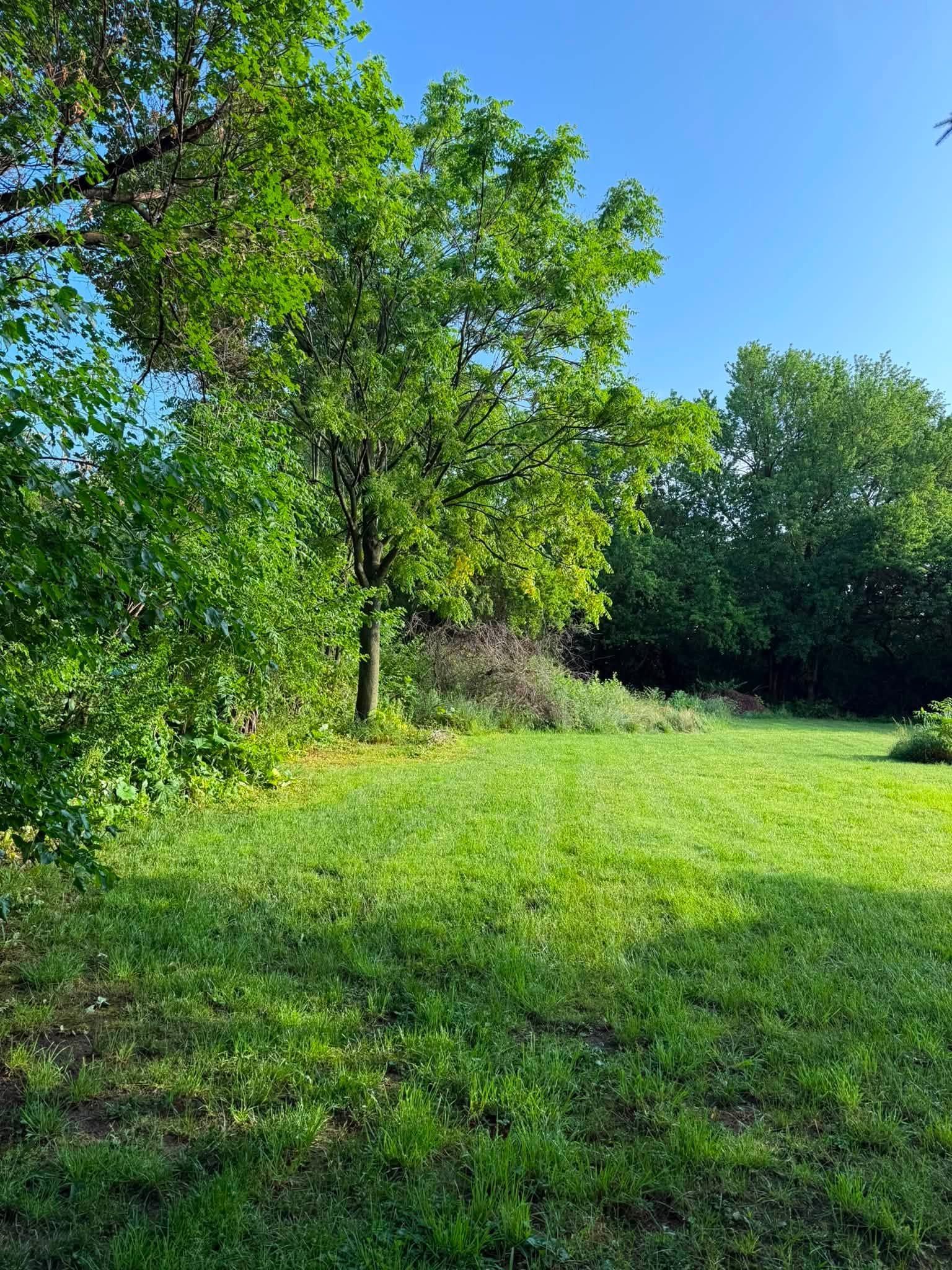 Sunny green meadow with leafy trees under a bright blue sky