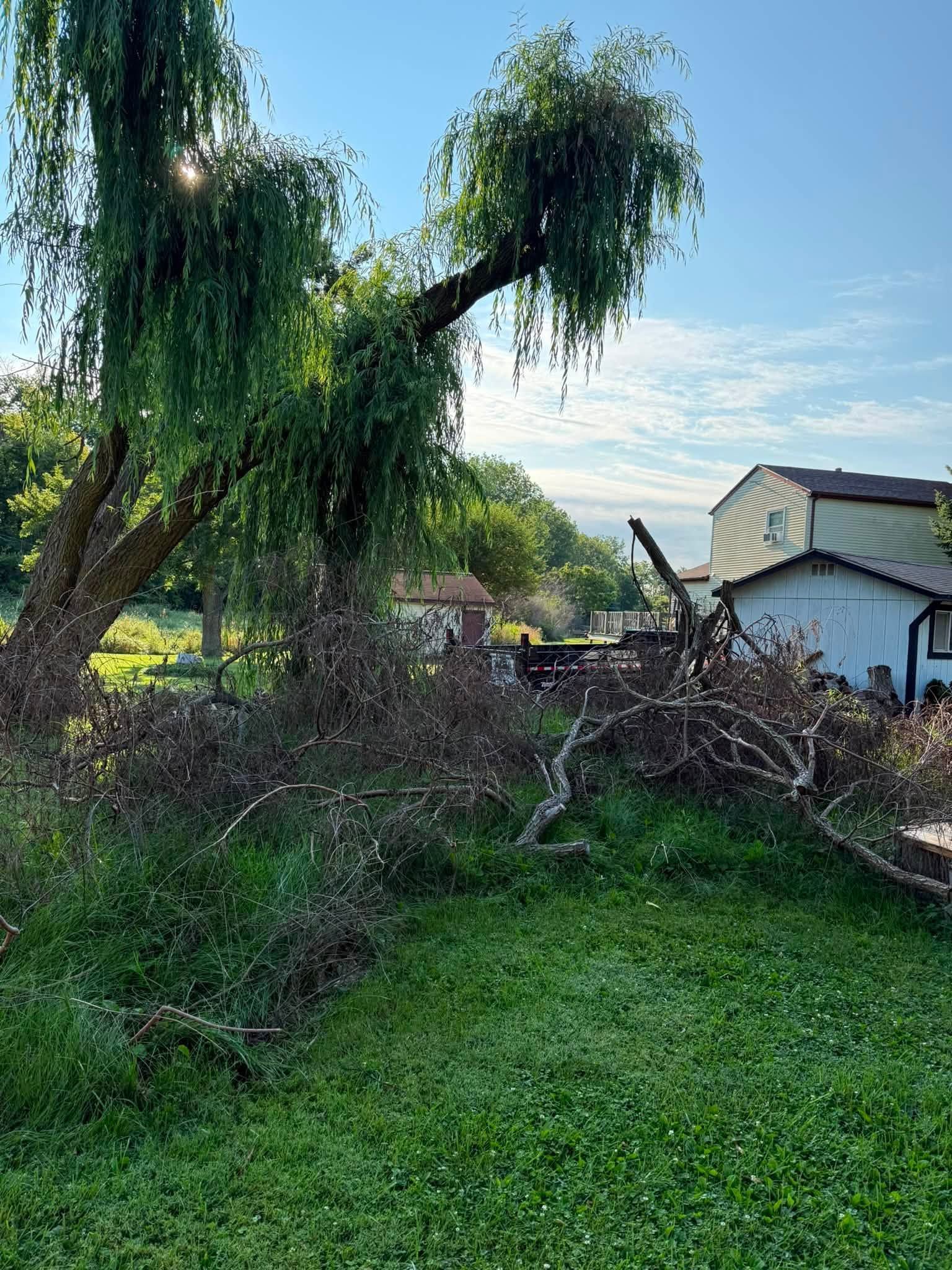 Collapsed tree beside a small house and lawn after storm damage, with piles of broken branches.