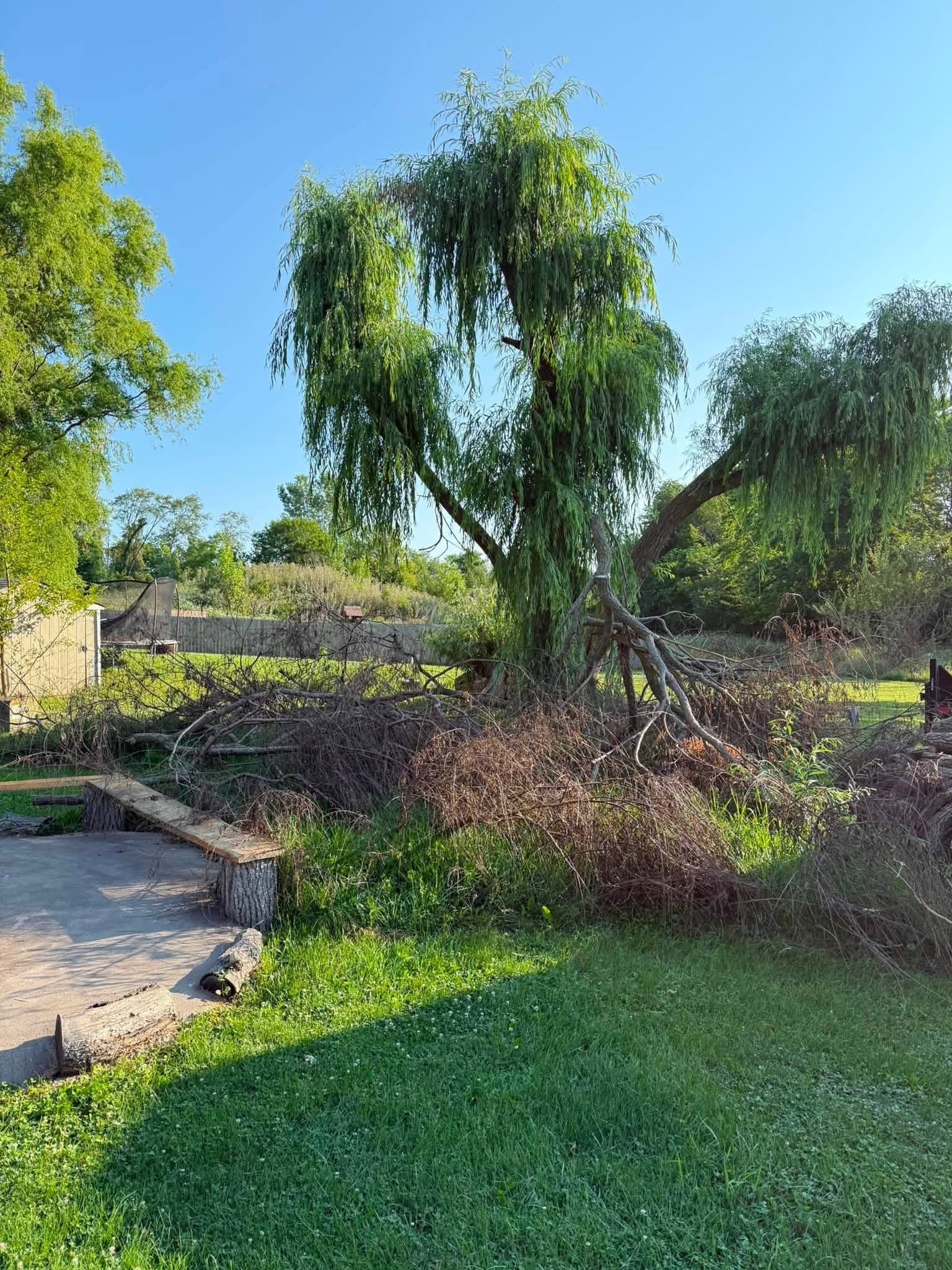 Sunny garden with a tall tree, green lawn, shrubs, and a stone path beside a wall