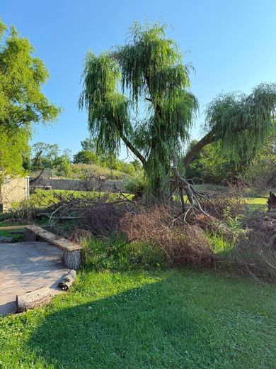 Sunny garden with a tall tree, green lawn, shrubs, and a stone path beside a wall
