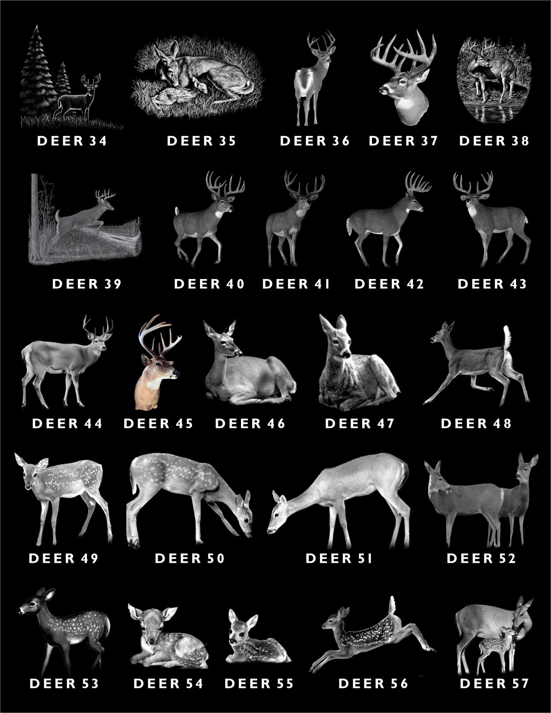 A chart of twenty-five deer silhouettes in various poses and styles, labeled Deer 34 through 57 against a black background.