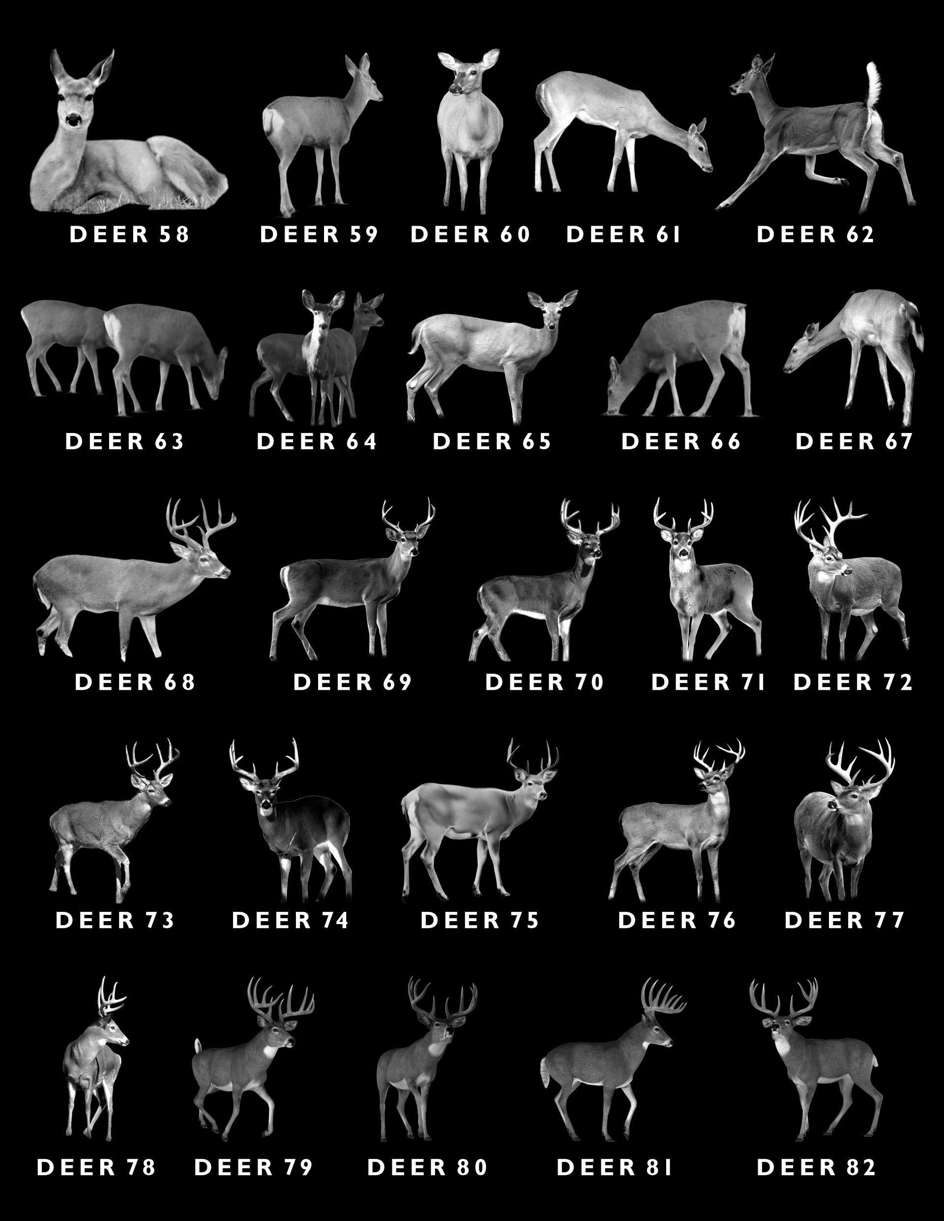 A grid of 30 monochrome images of deer in various poses and stages of antler growth, each labeled with a unique ID number.