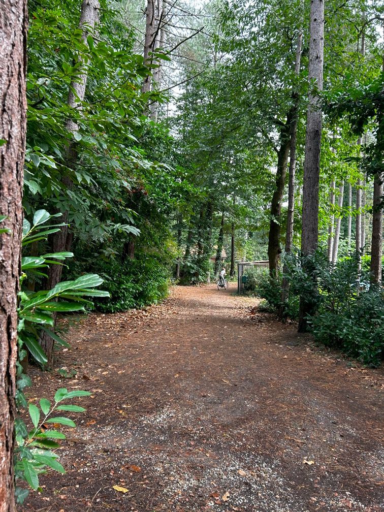 Een zandpad midden in een bos, omgeven door bomen. Vakantiewoning Boshuisje de Leeuwerik