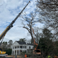 Two cranes trimming a tall tree beside a white house in a wooded yard