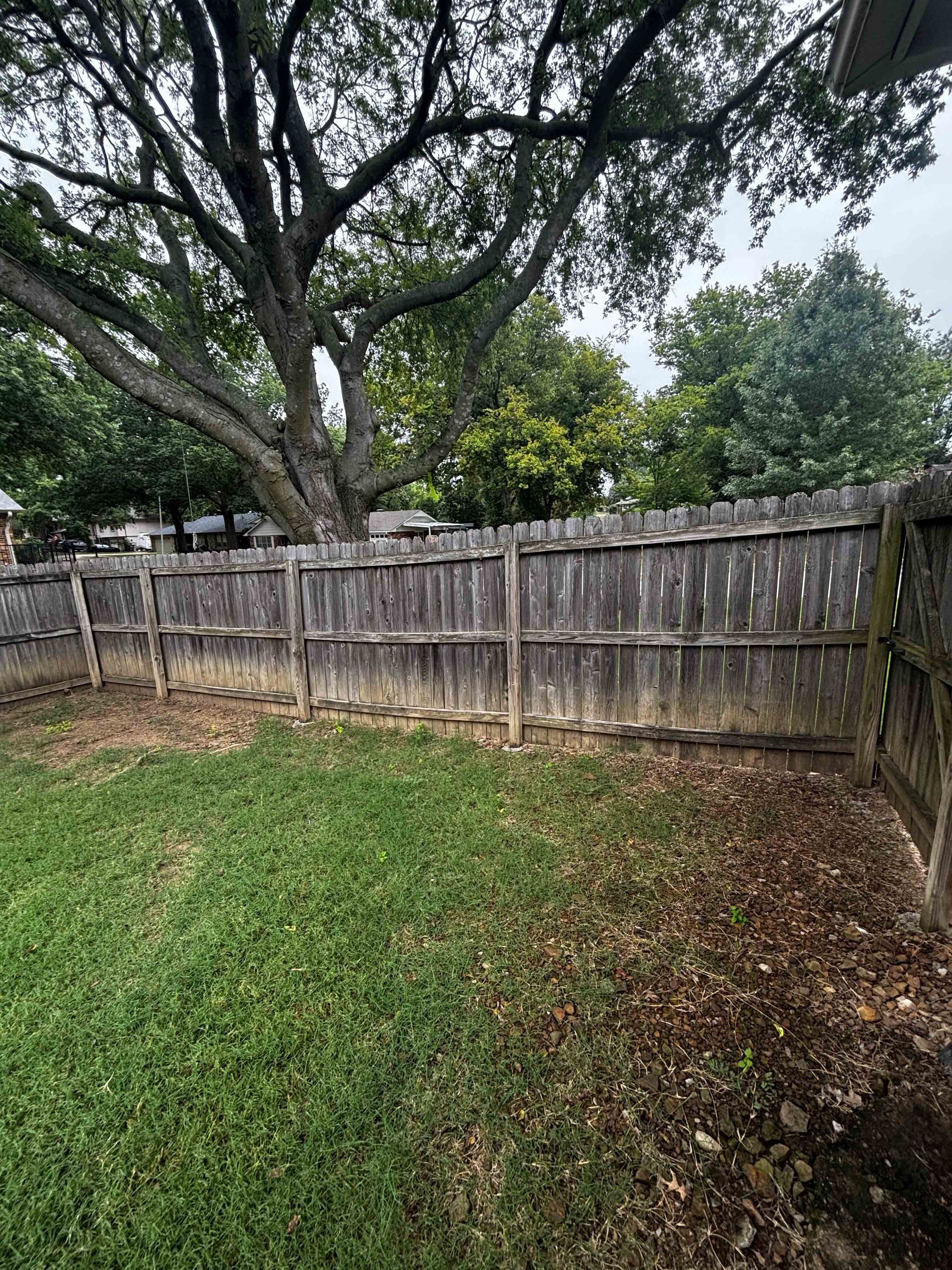 Backyard with green grass, large tree, and weathered wooden fence under overcast sky