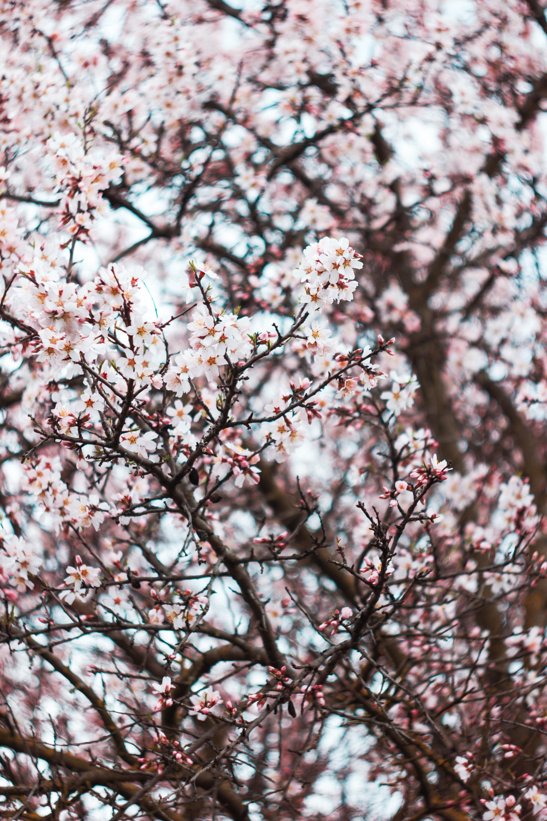 Cherry blossoms blooming Trees Bearing Fruit