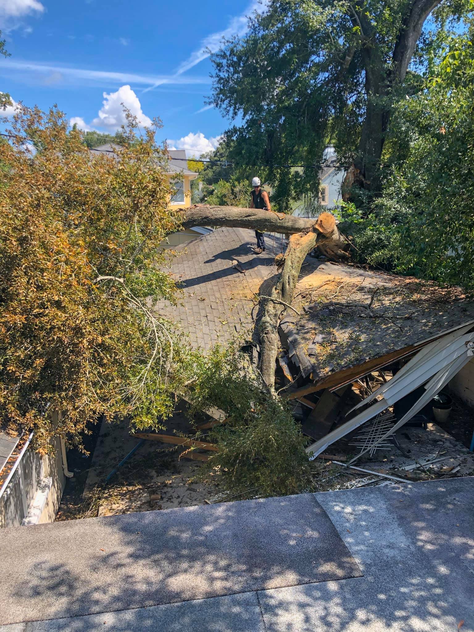 Emergency Tree Service In Orlando
