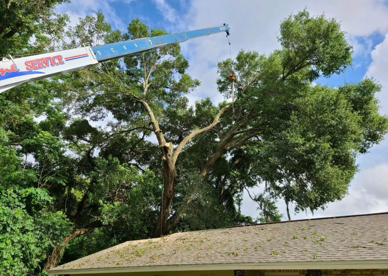 Tree Service Astatula