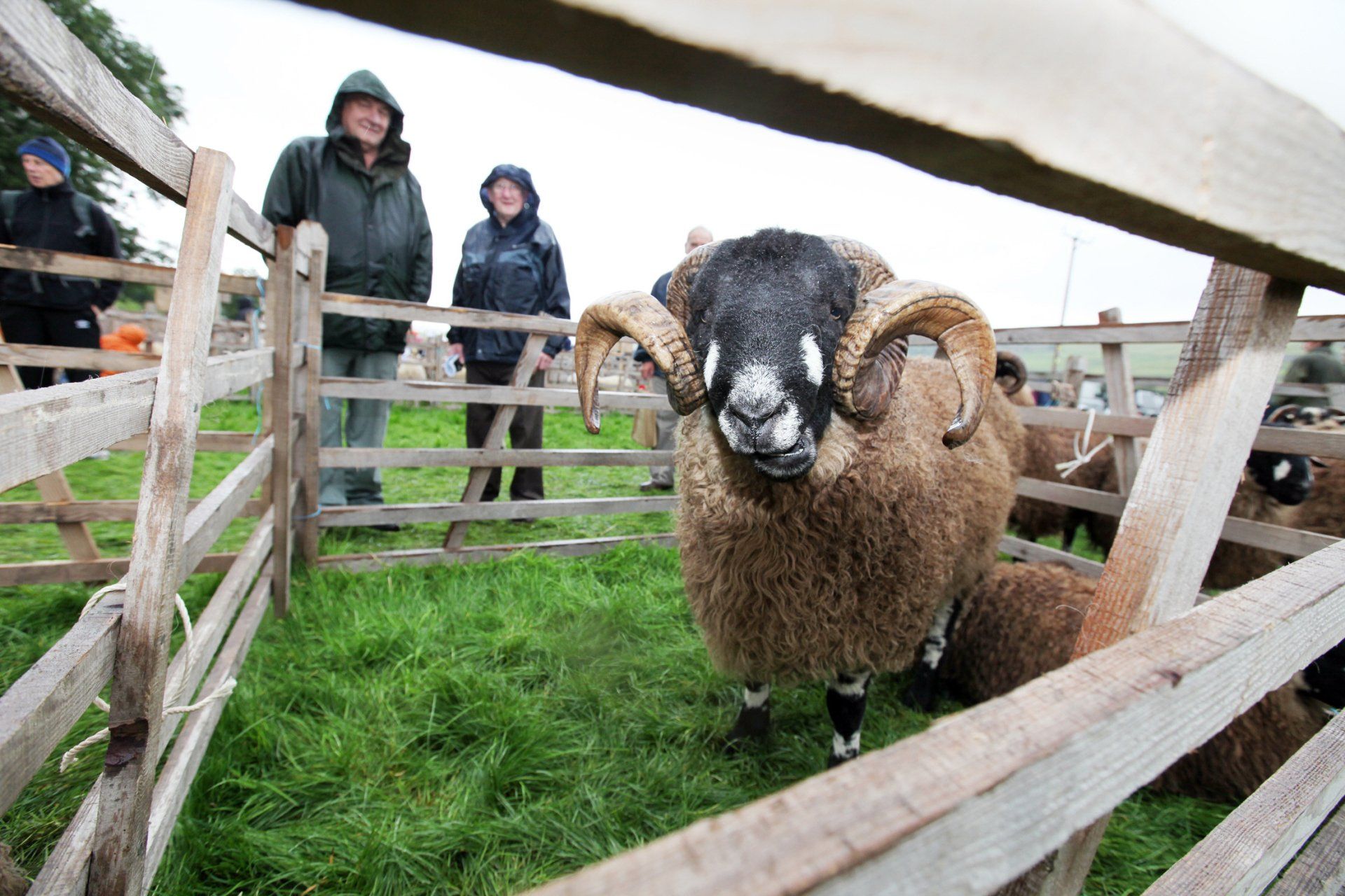 Dalesbred ram