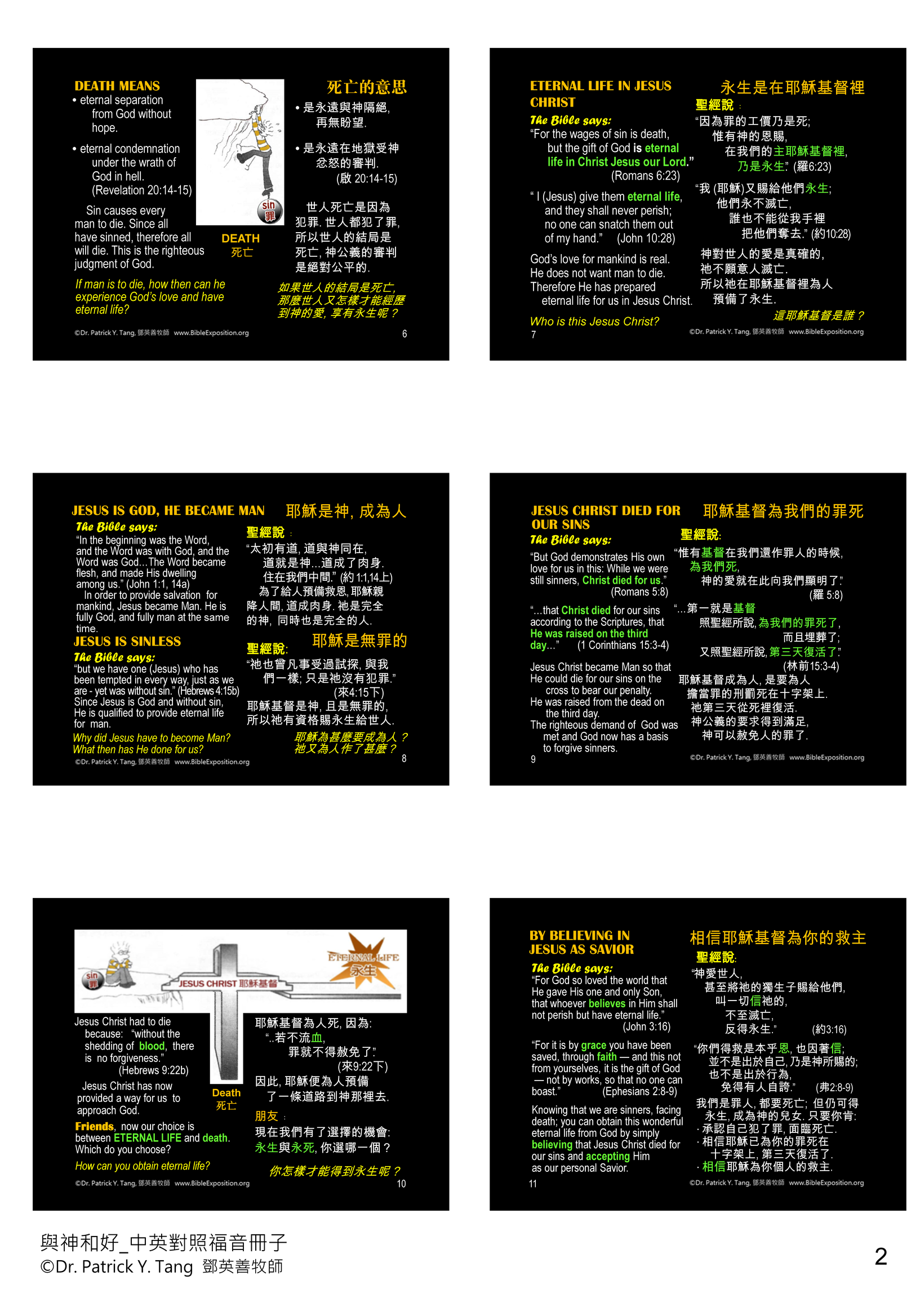 Slides about plant biology, showing diagrams and text on topics like photosynthesis and vascular systems.