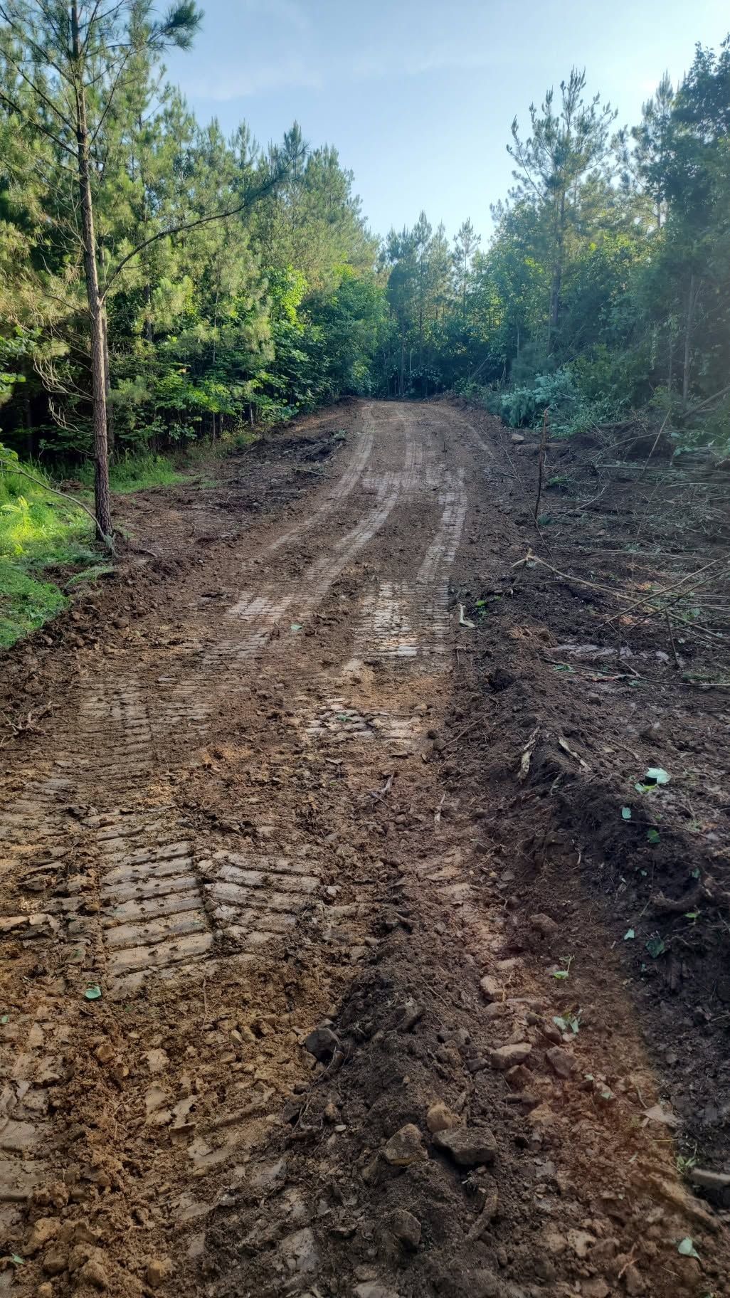 Muddy dirt road through a pine forest with tire tracks and green trees on both sides