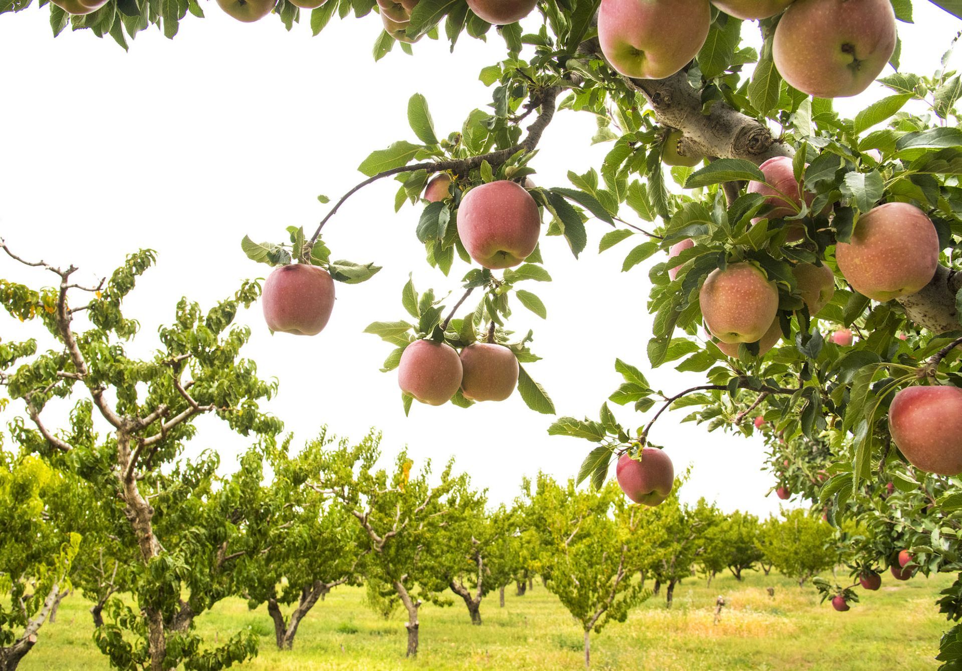 Fiori e Alberi da frutto