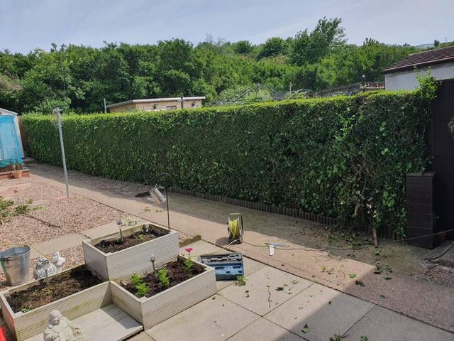 A tall overgrown boundary hedge alongside raised beds in a Sneinton garden before removal