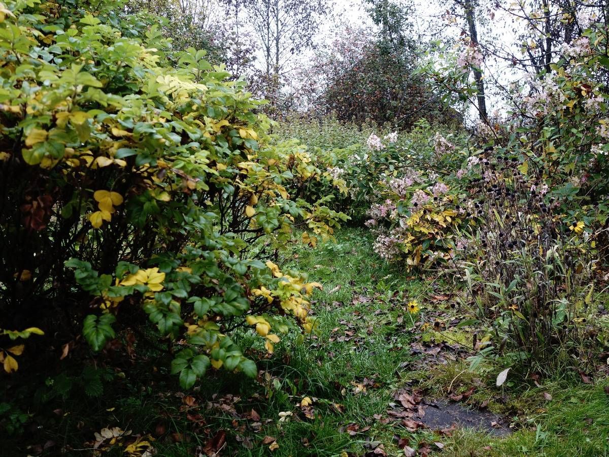 Nottingham Fencing garden before a garden clearance in Nottingham