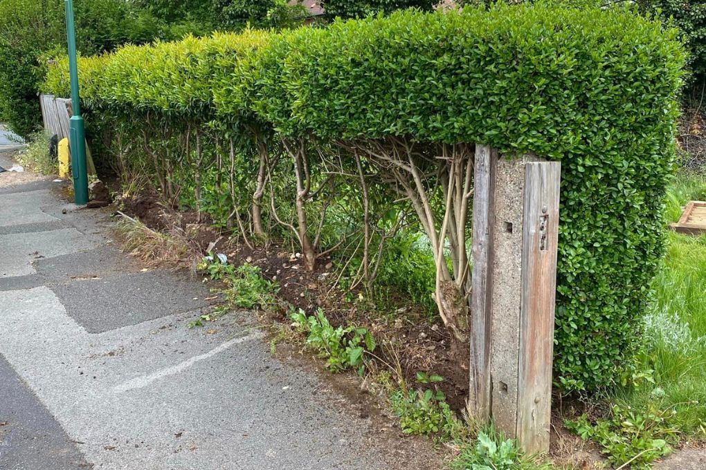 Hedge to be removed for new fence in Aspley Nottingham