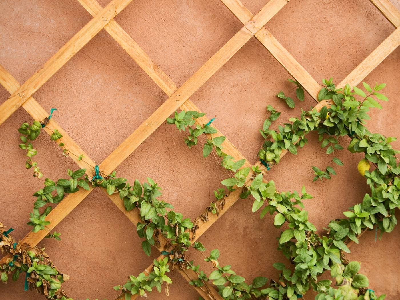 trellis Nottingham
