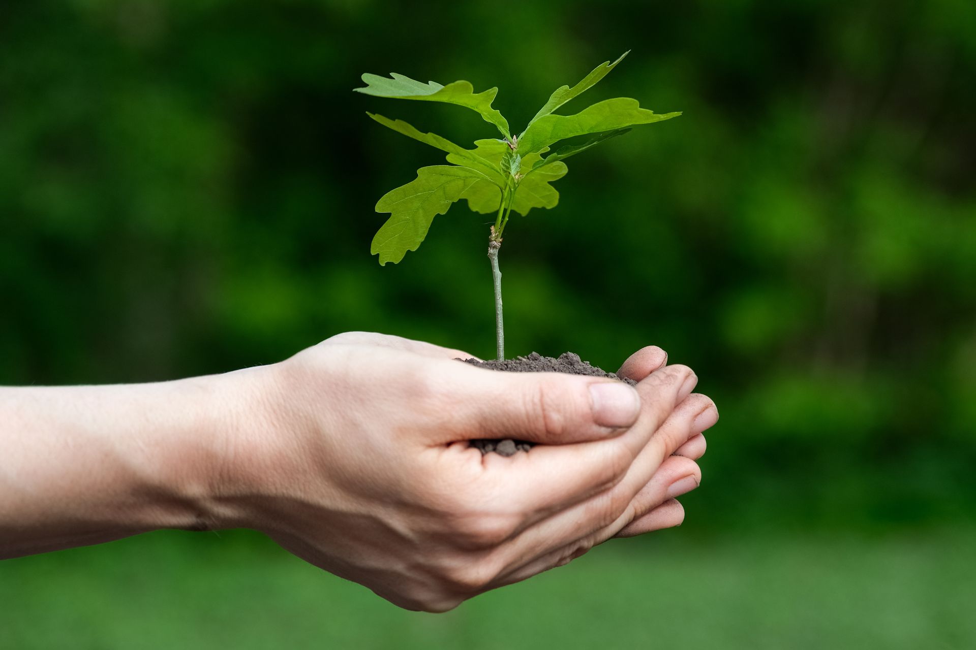 Hands cupping a small oak tree sapling with green leaves, against a blurred green background.