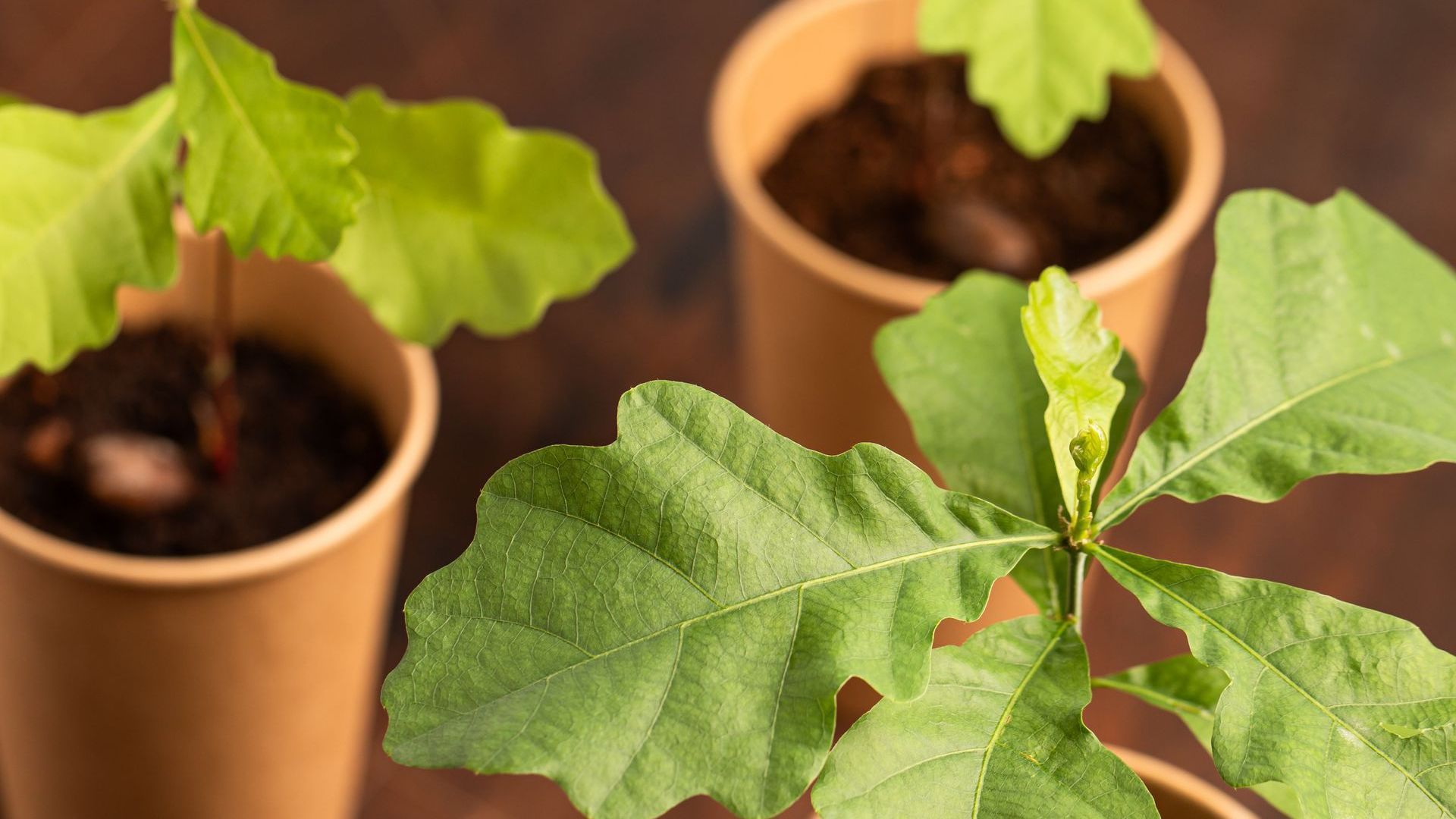 Oak seedlings in paper pots, with green leaves, on a brown surface.