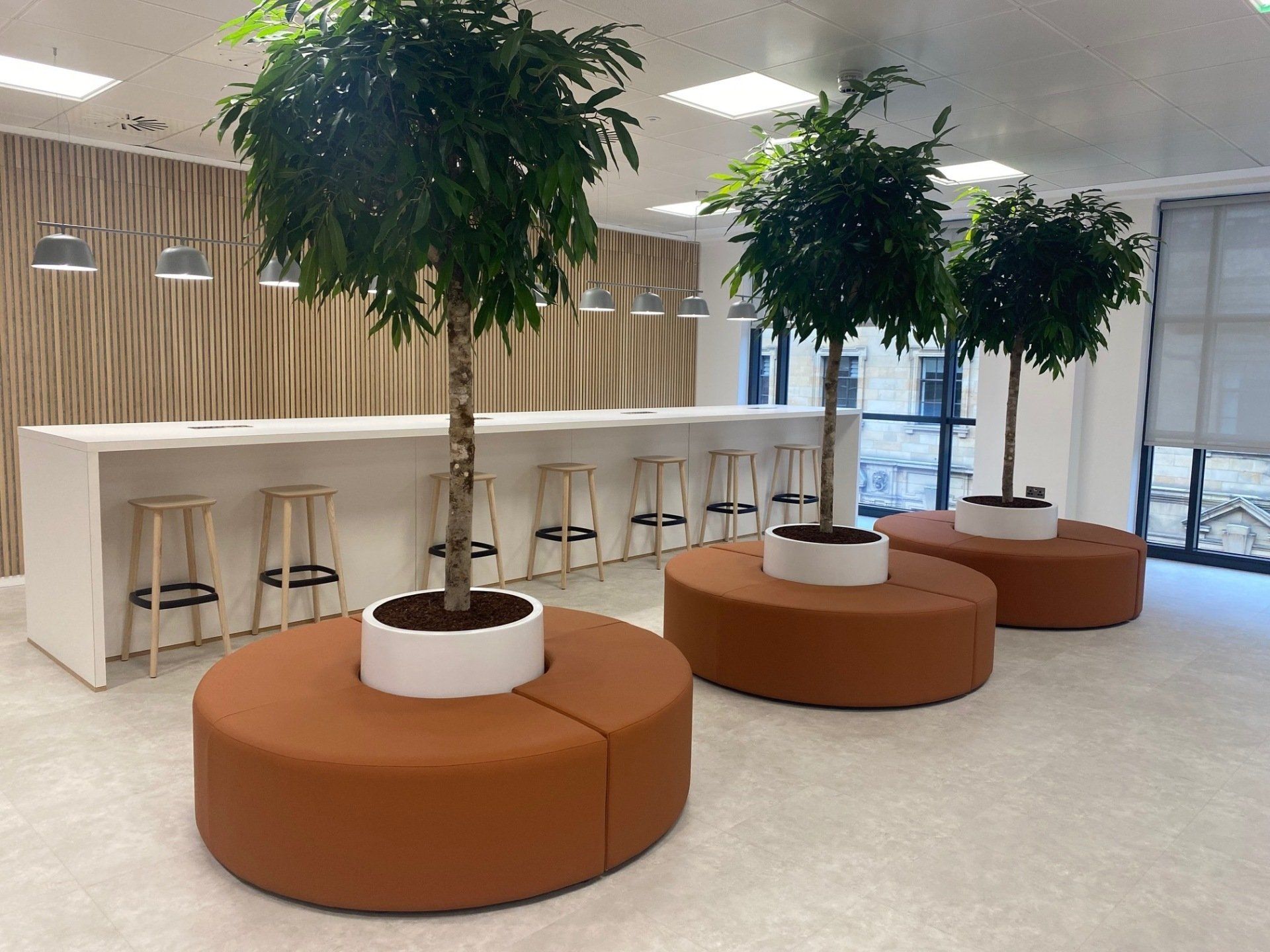 Indoor plants fom GP Plantscape, perfect for adding biophilic elements to your office space.